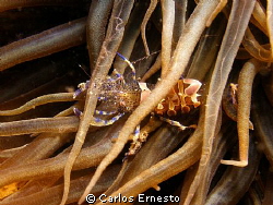 Anemone shrimp by Carlos Ernesto 